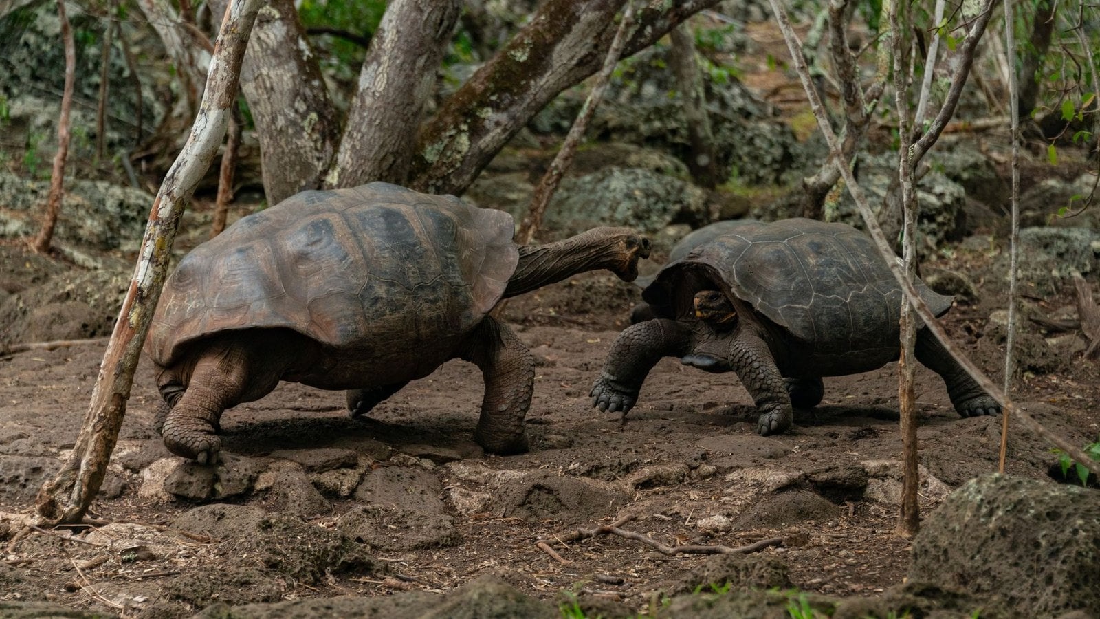 Hx Galapagos Islands