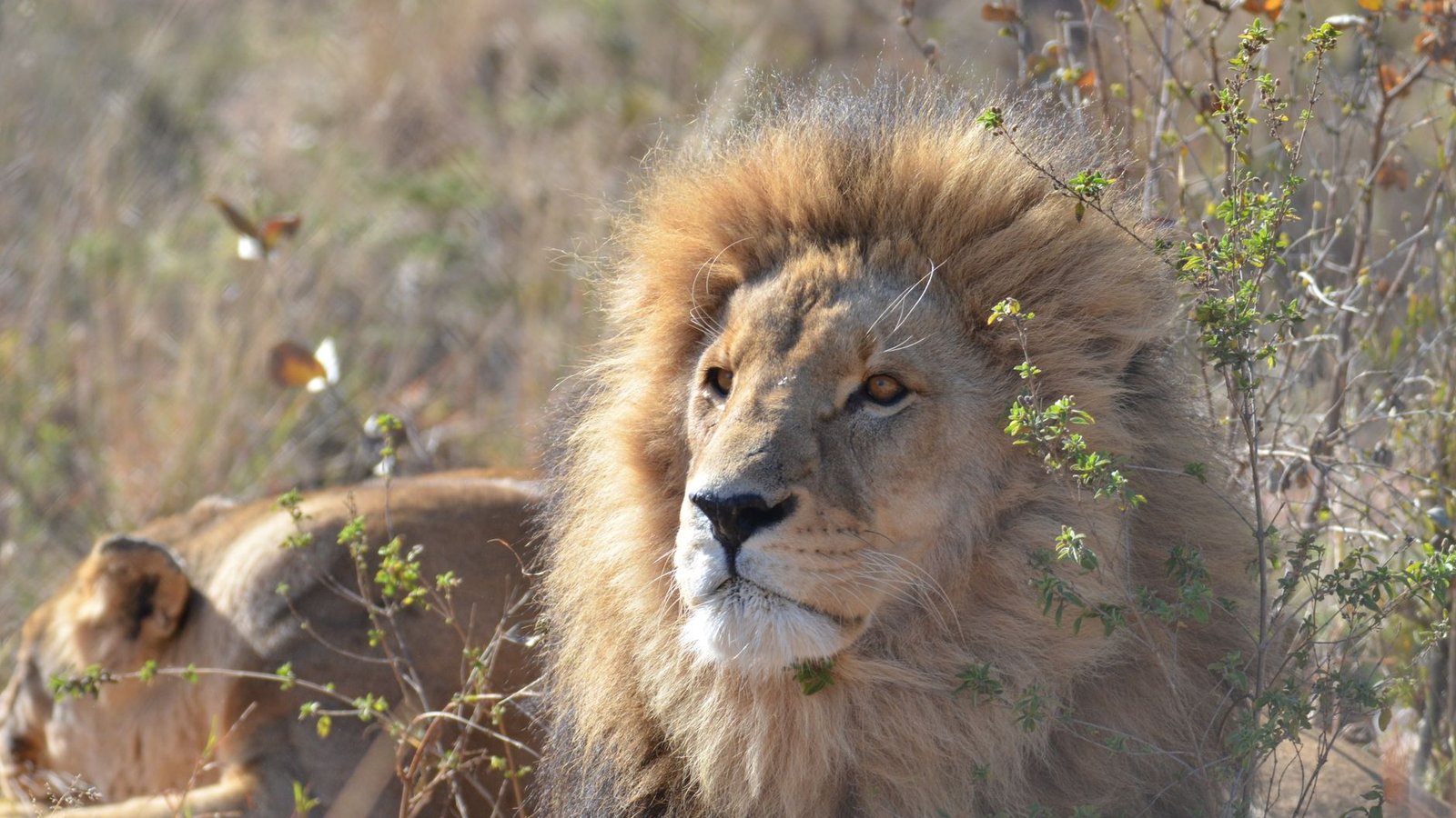 Best Kruger National Park Safari Travel Agents