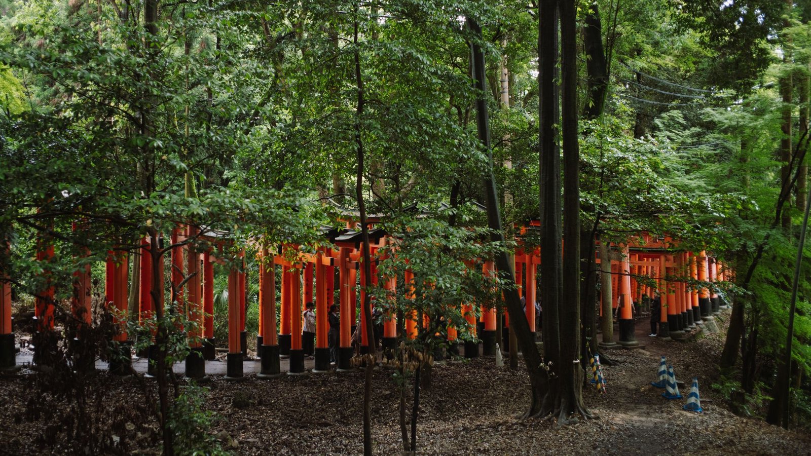 Best Kyoto Tours Travel Agents