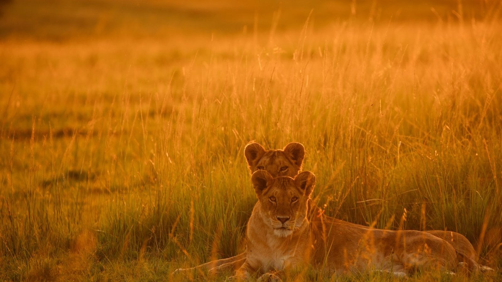Best Micato Safaris Custom Bespoke Travel Agents