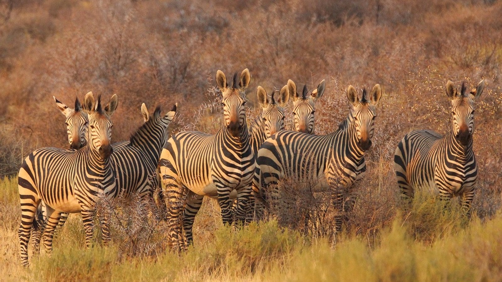Micato Safaris South Africa