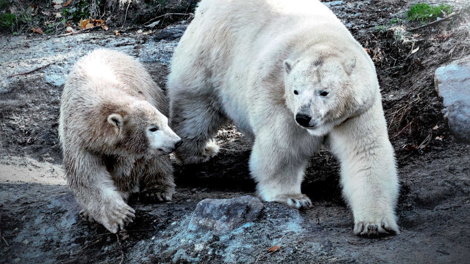 Best Natural Habitat Adventures Travel Agents