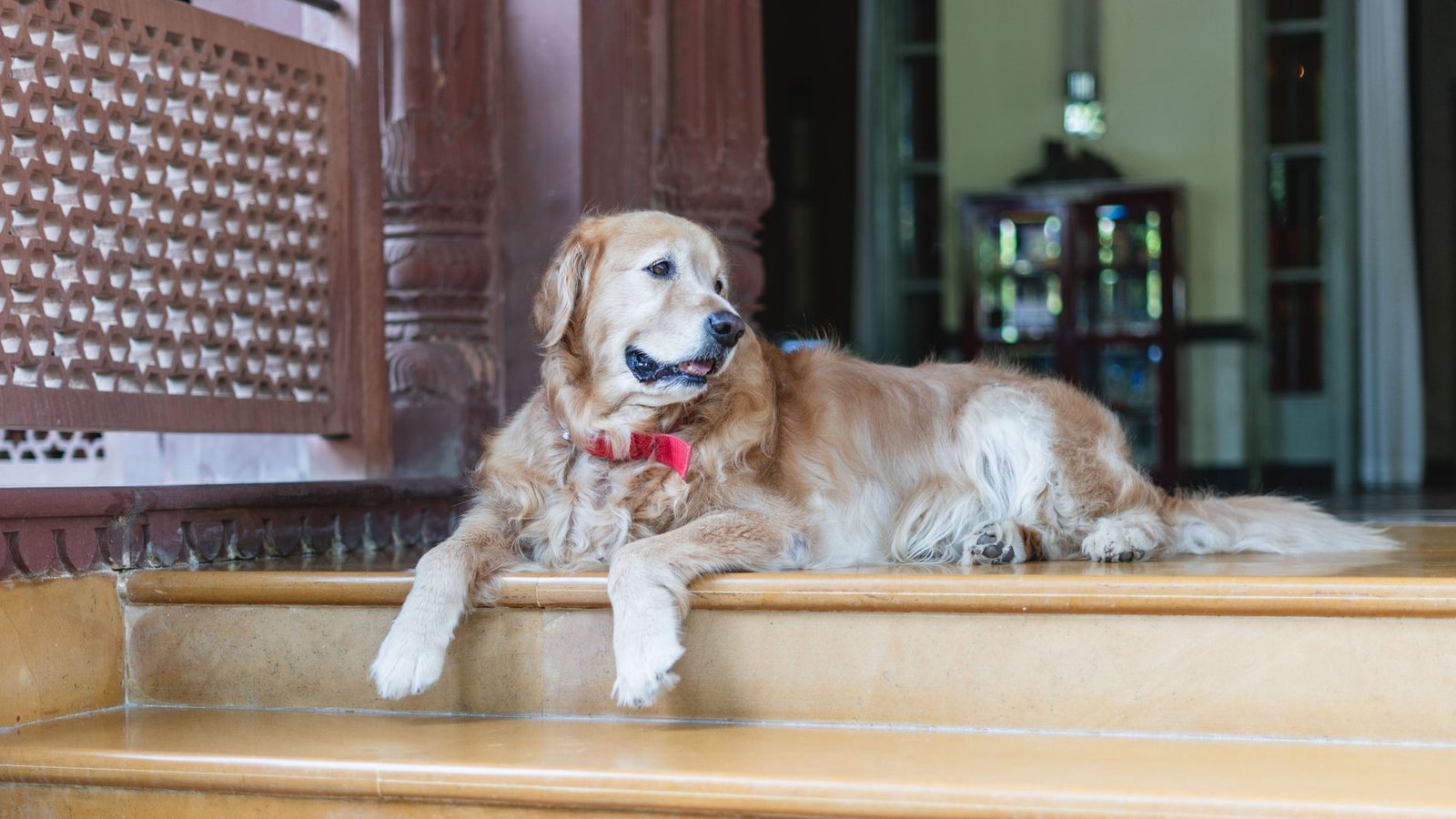 Best Pet-Friendly Vacation Travel Agents