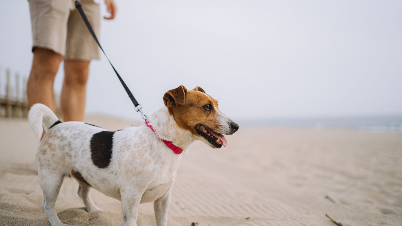 Pet Friendly Vacation