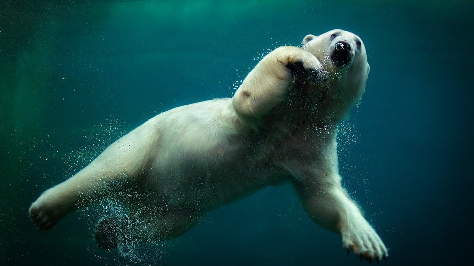 Quark Expeditions Arctic