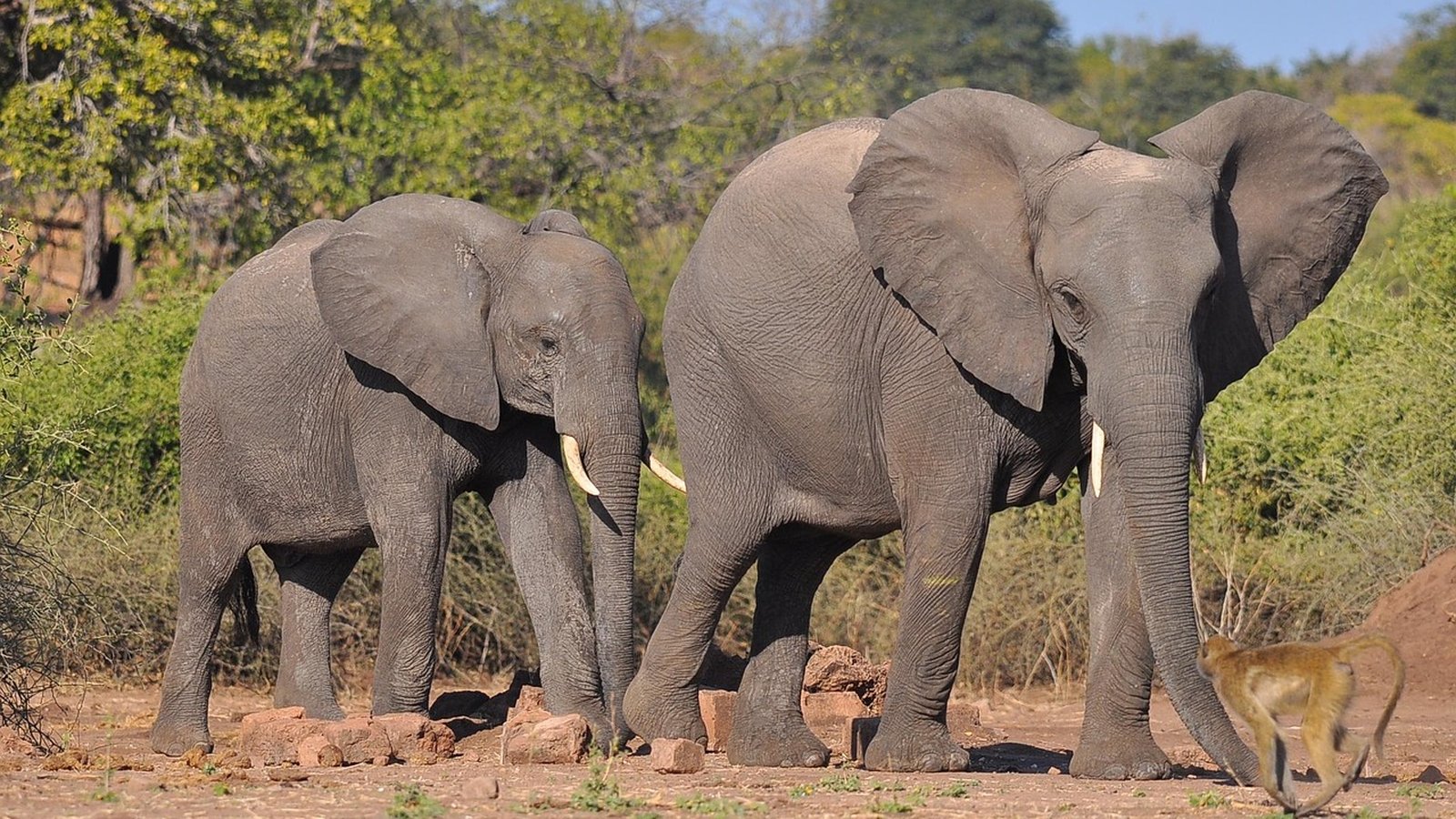 Safari Group