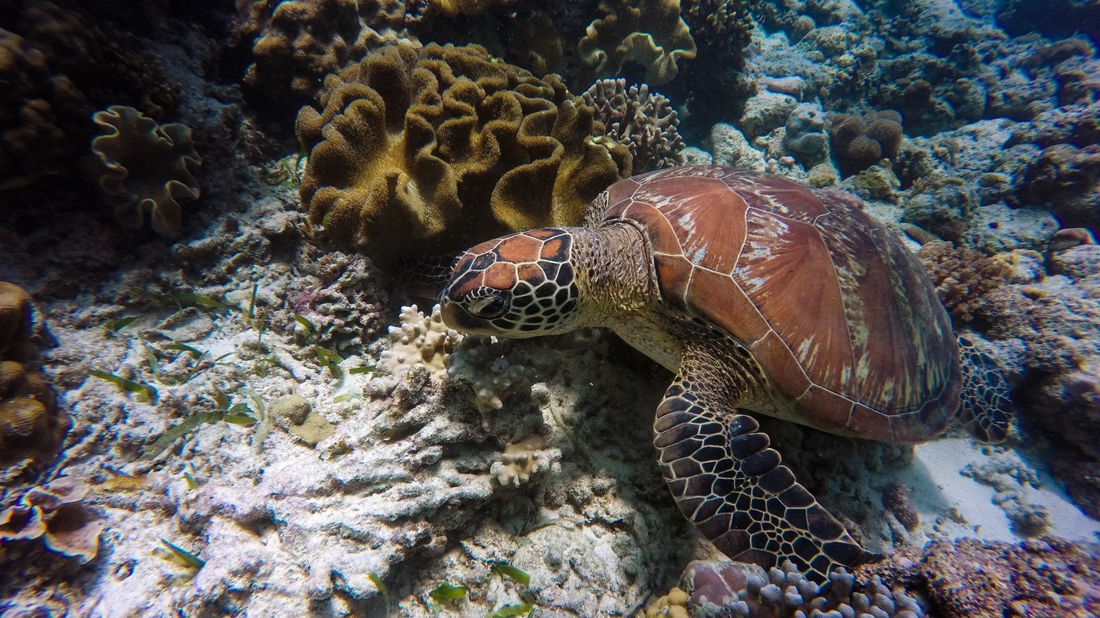 Best Scuba Travel Agents