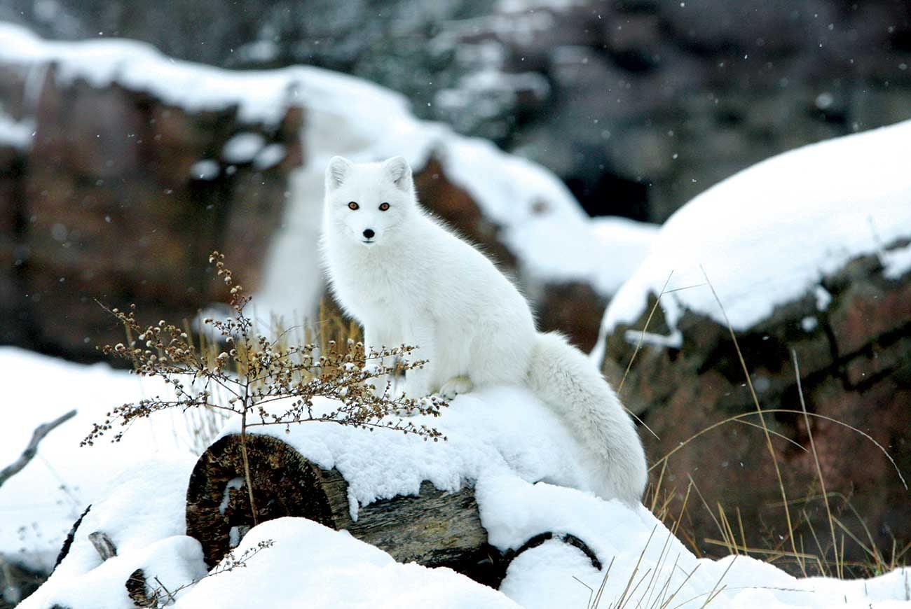 Seabourn Arctic Expeditions