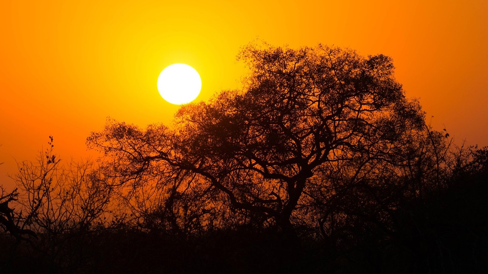 South Africa Safari