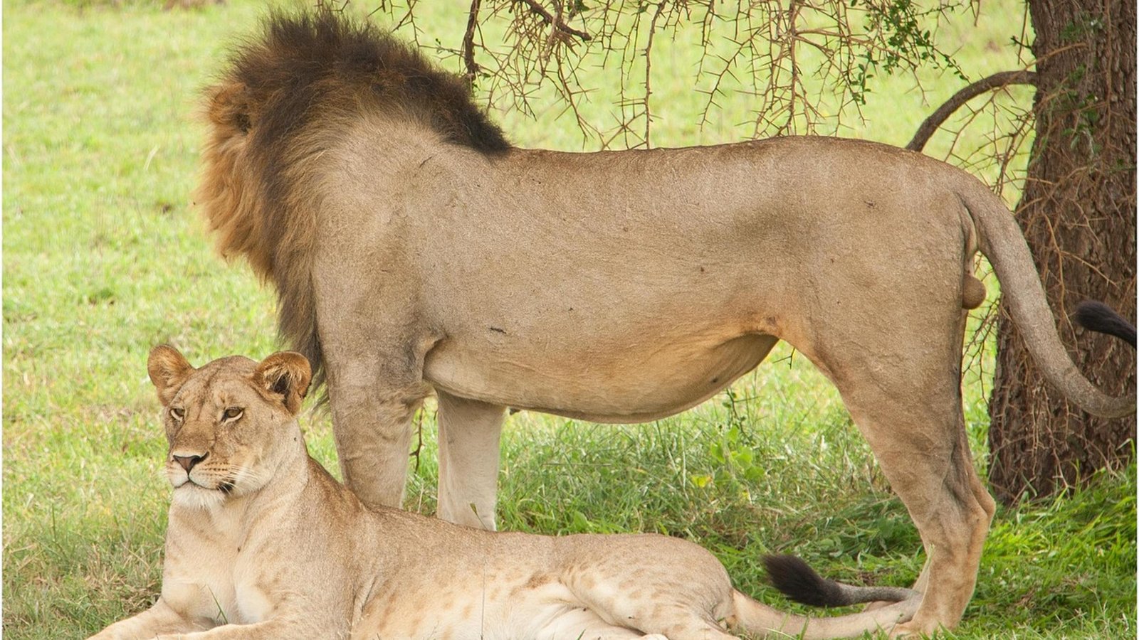 Tanzania Safari