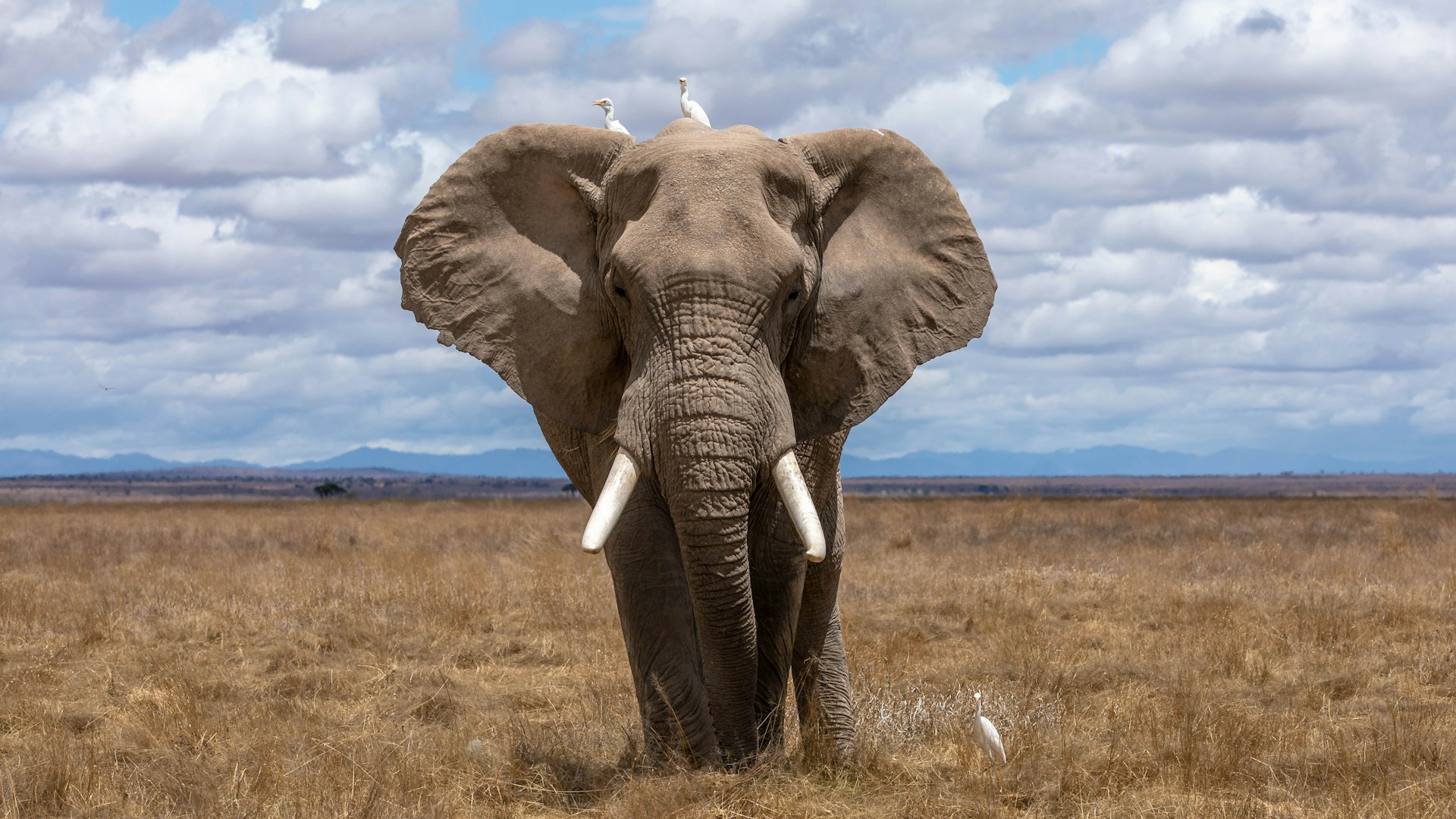 Big Five Tours and Expeditions bespoke luxury sustainable adventures