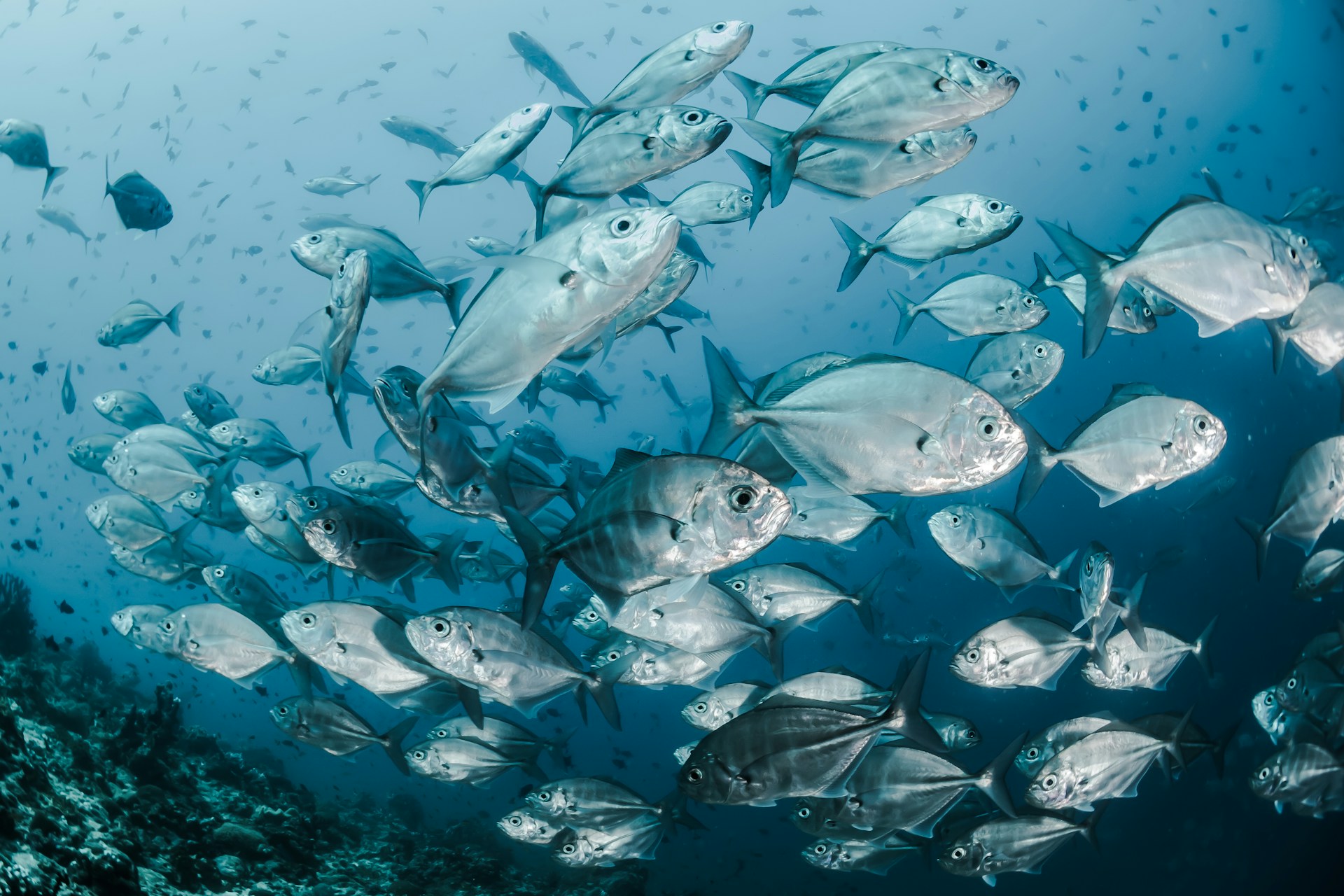 Ecoventura Theory and Origin luxury expedition mega-yachts Galapagos