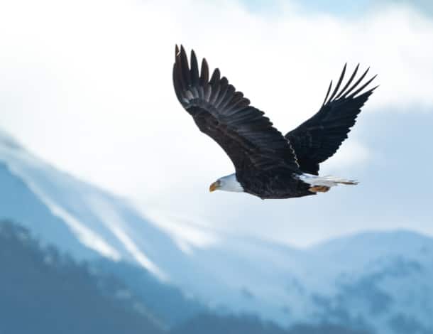 Alaskan Bald Eagle in Flight
