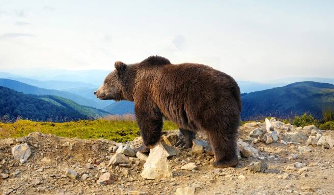 Alaskan Grizzly Bear in the Wild