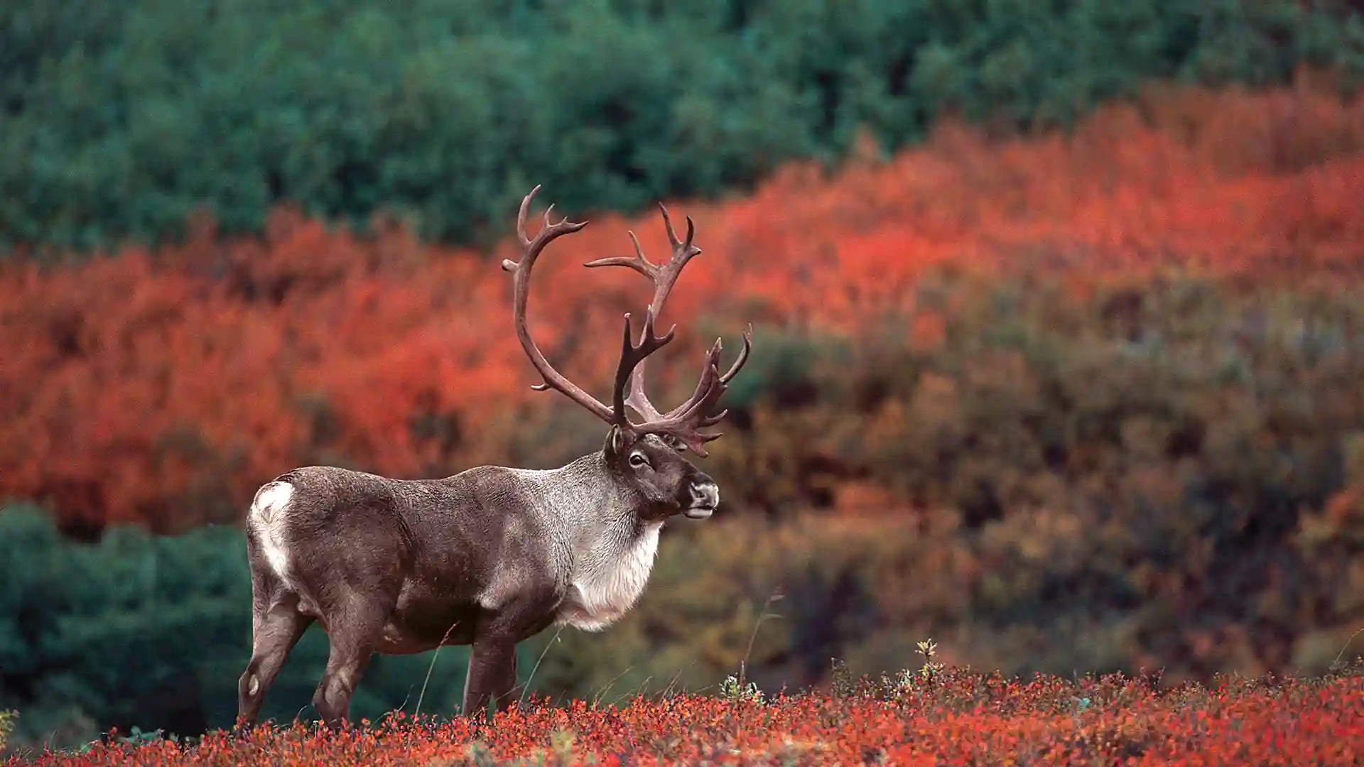 Alaskan Reindeer and Caribou in Tundra