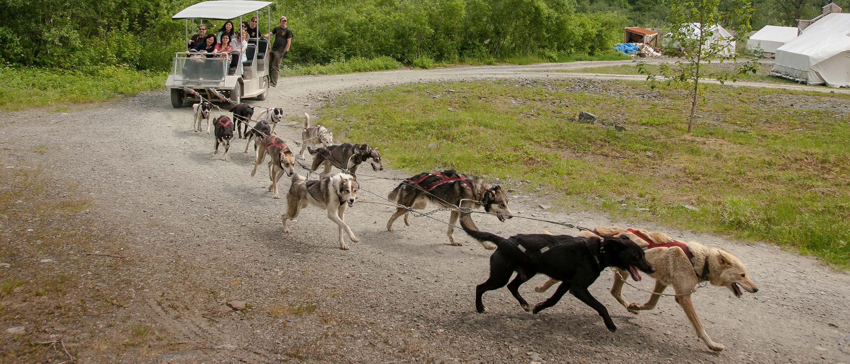 Denali Cruisetours and Dog Sledding