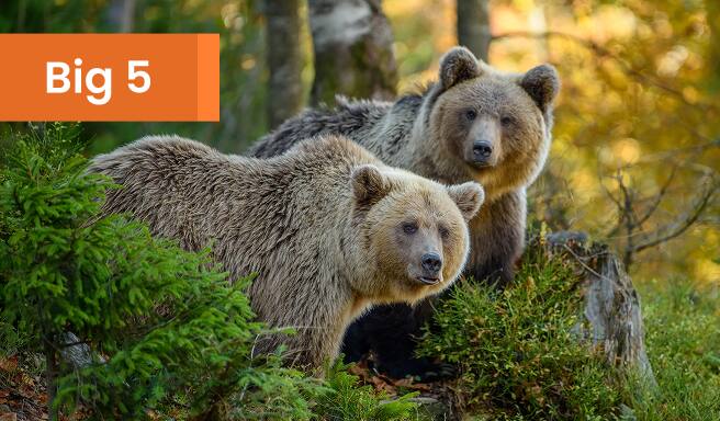 Grizzly Bears in Alaska
