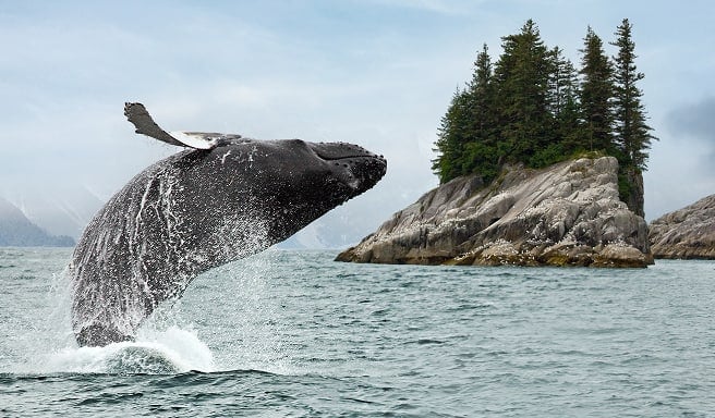 Alaska Whales and Wildlife