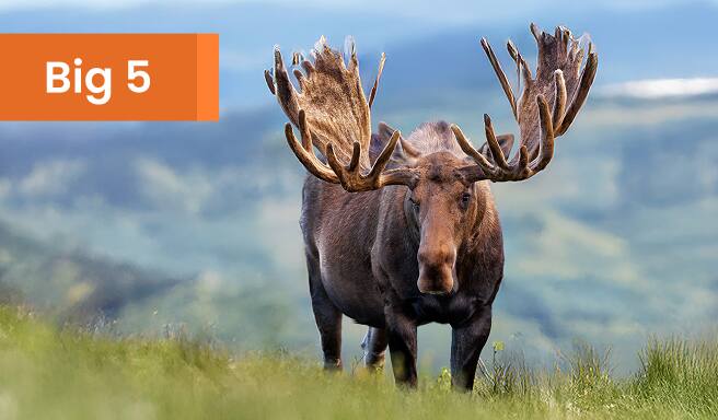 Alaskan Moose
