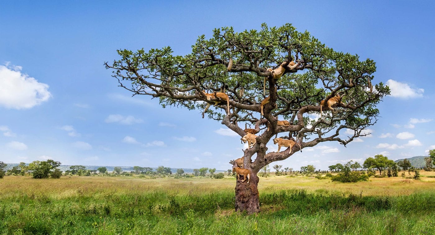 Micato Safaris ultra-luxury African bush camp and private game reserve partner