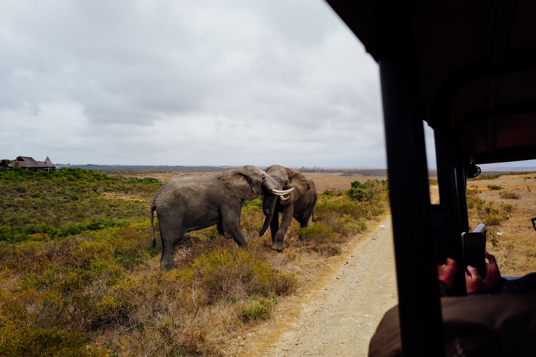 Multi-generational Family on Open Top Safari Vehicle Watching Giraffes