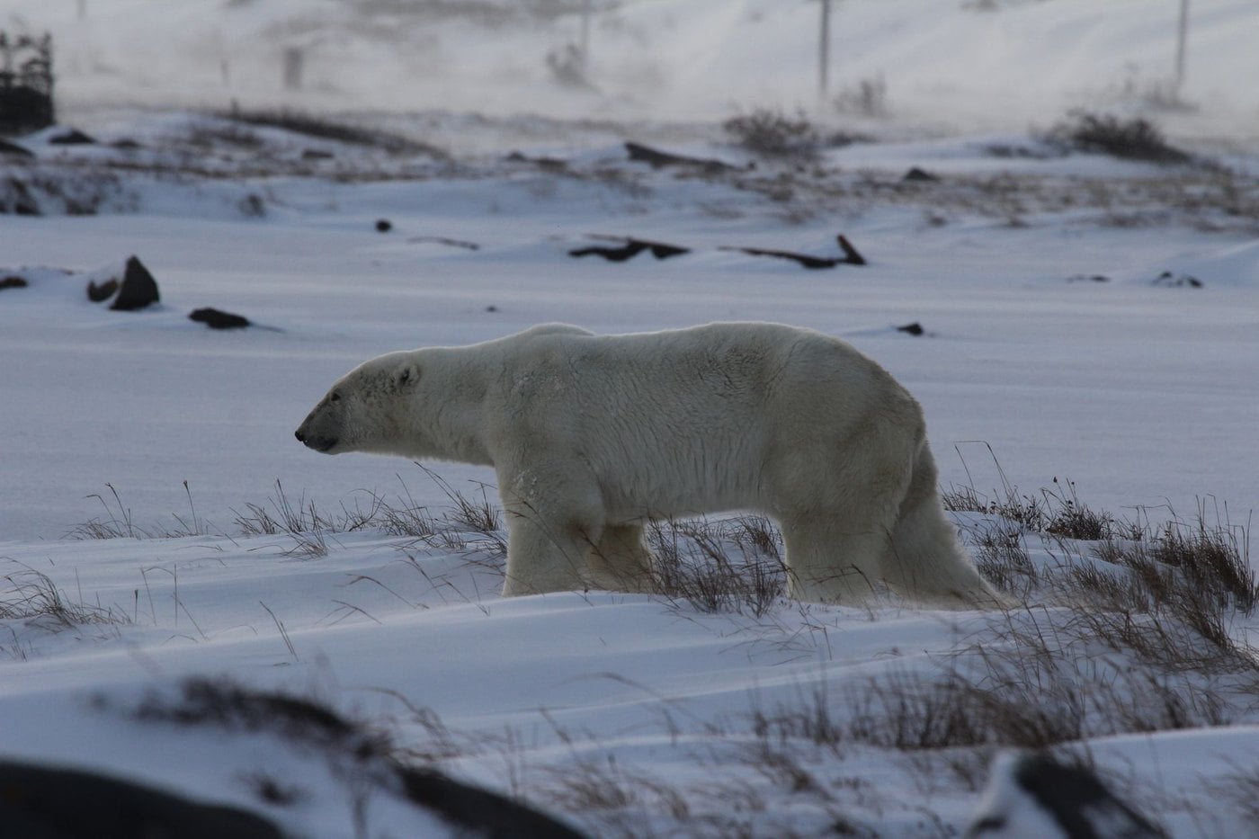 Natural Habitat Adventures WWF official conservation travel partner