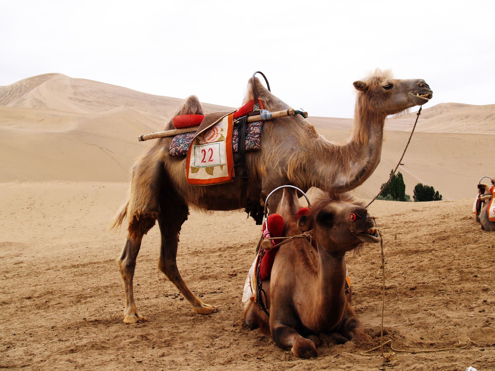 Three Camel Lodge Luxury Gers in Gobi Desert of Mongolia with Camels