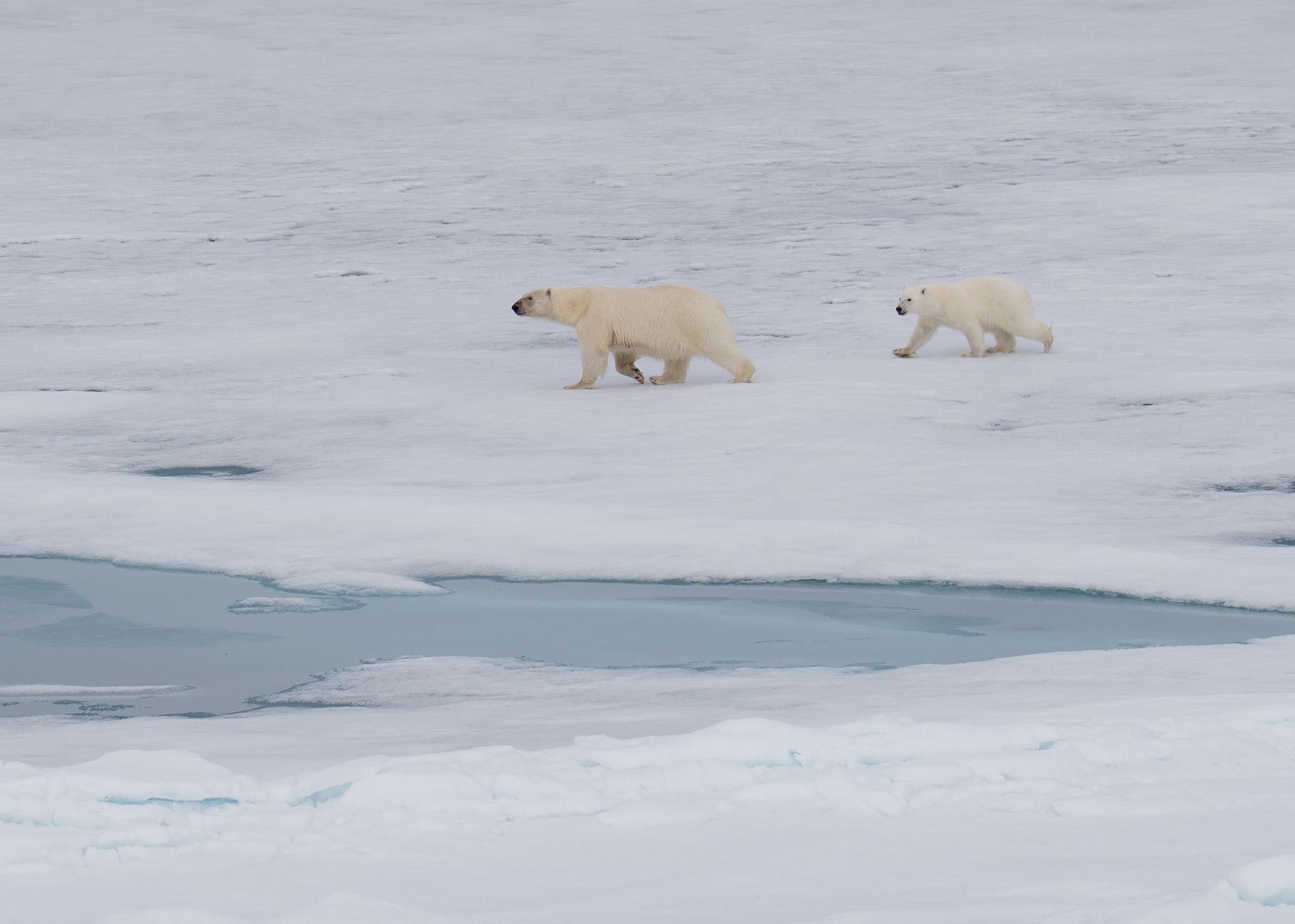 Polar Bear on Pack Ice in Svalbard Arctic Ocean