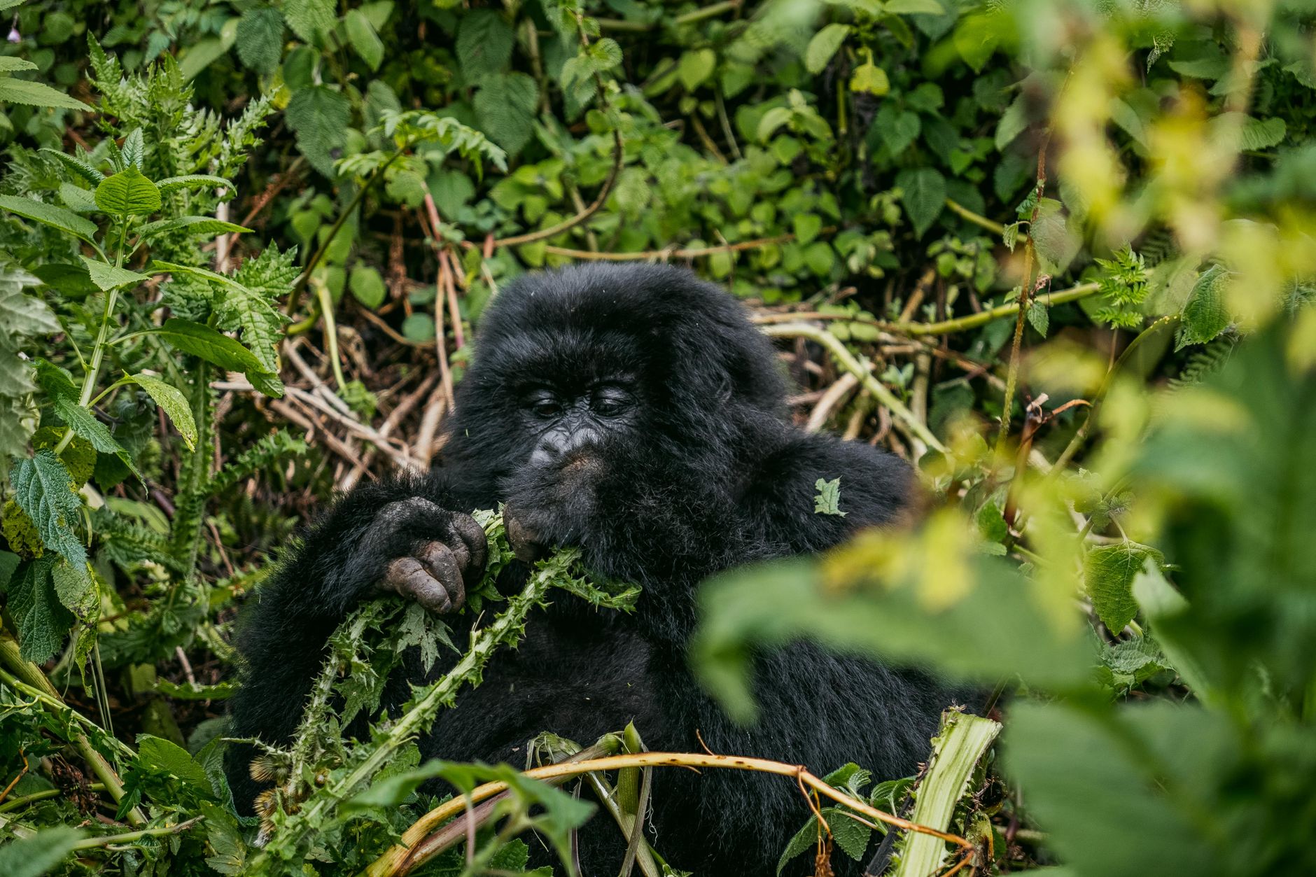 Mountain Gorilla in Lush Green Jungle of Rwanda