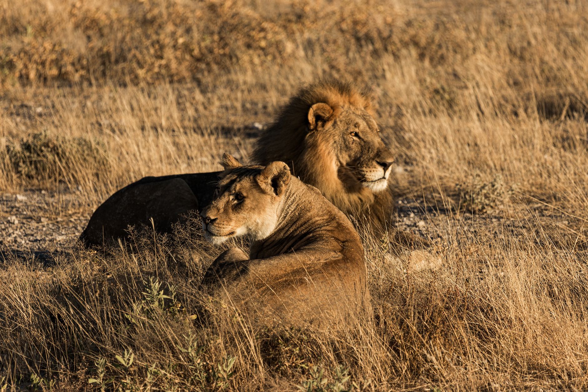 Luxury Safari Tent Overlooking Okavango Delta with Wildlife