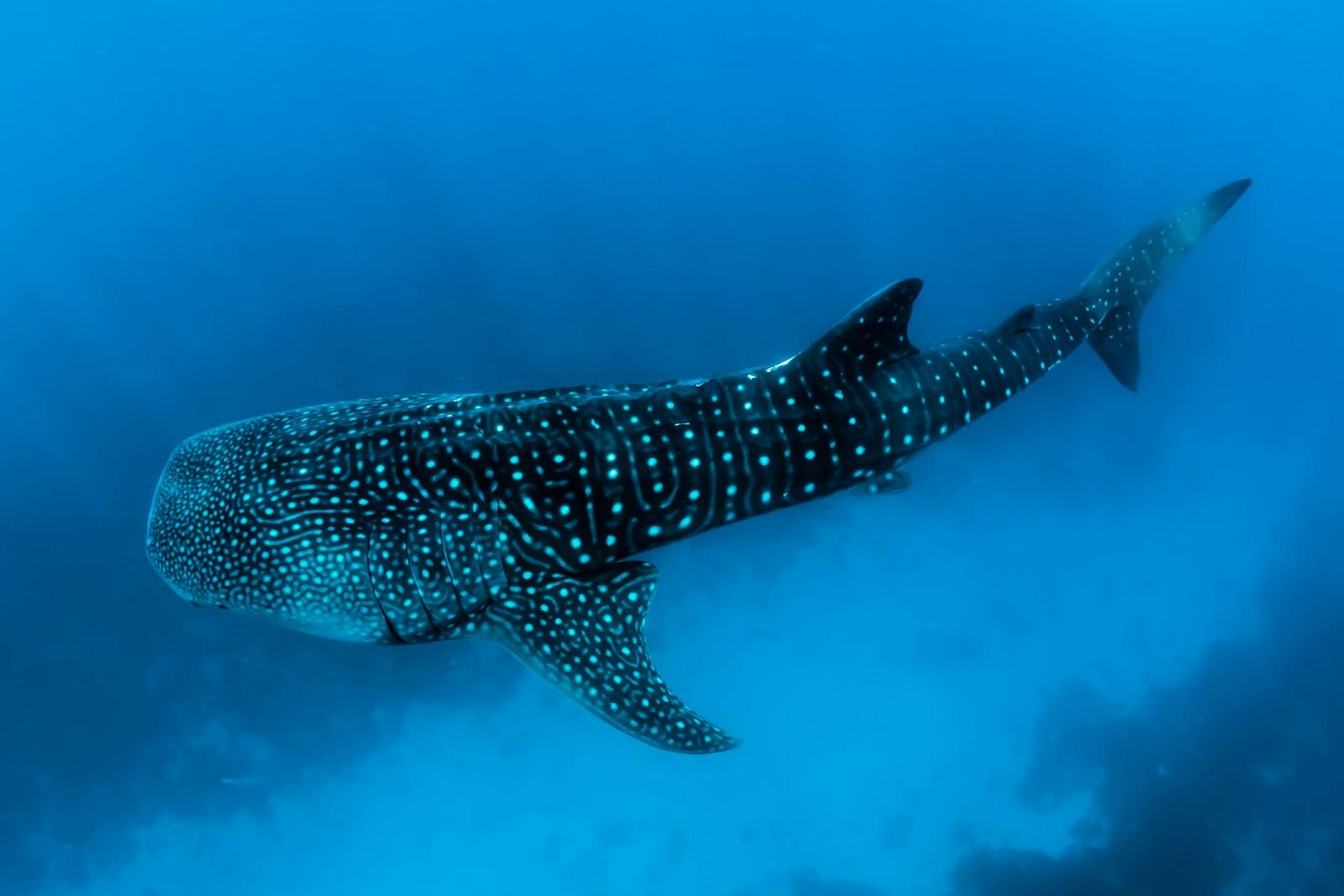 Swimming with magnificent spotted whale sharks in La Paz Sea of Cortez with Lindblad Expeditions