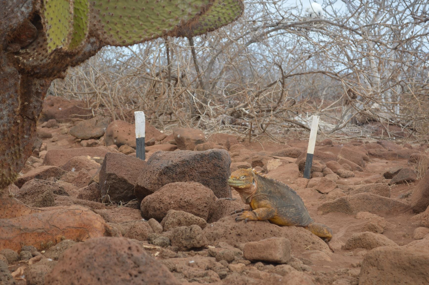 Snorkeling with wild sea lions in Galapagos marine reserve