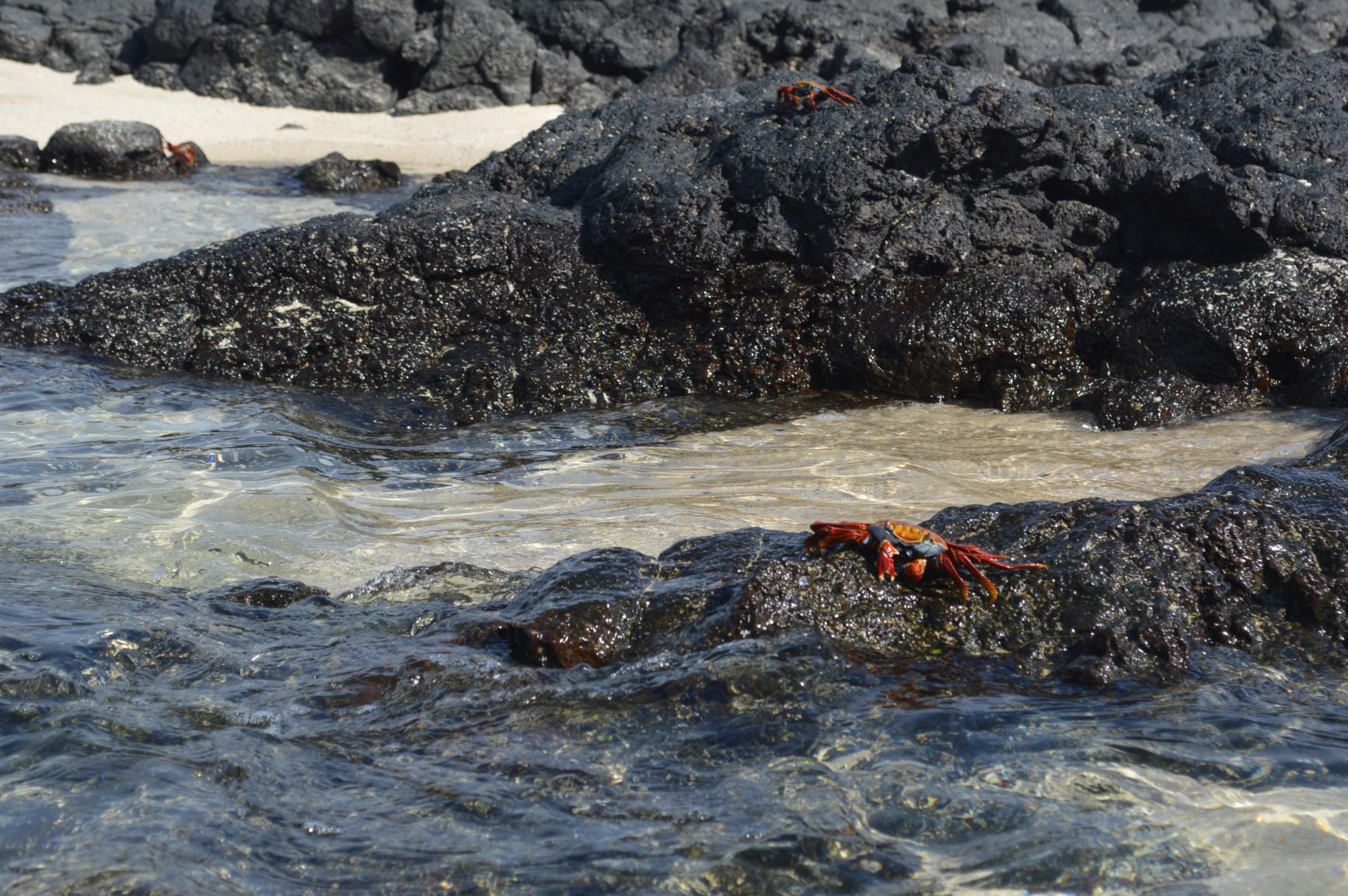Zodiac wet landing on Bachas Beach Santa Cruz Island with Lindblad Expeditions