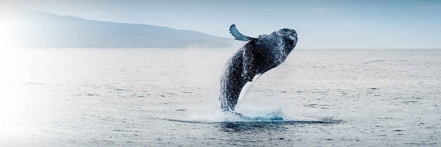 The AmazingAnimals of Alaska