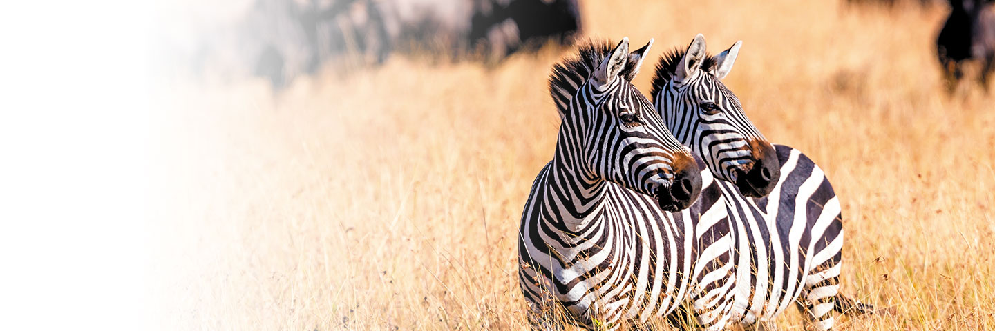 Unrivaled Experiences on Land