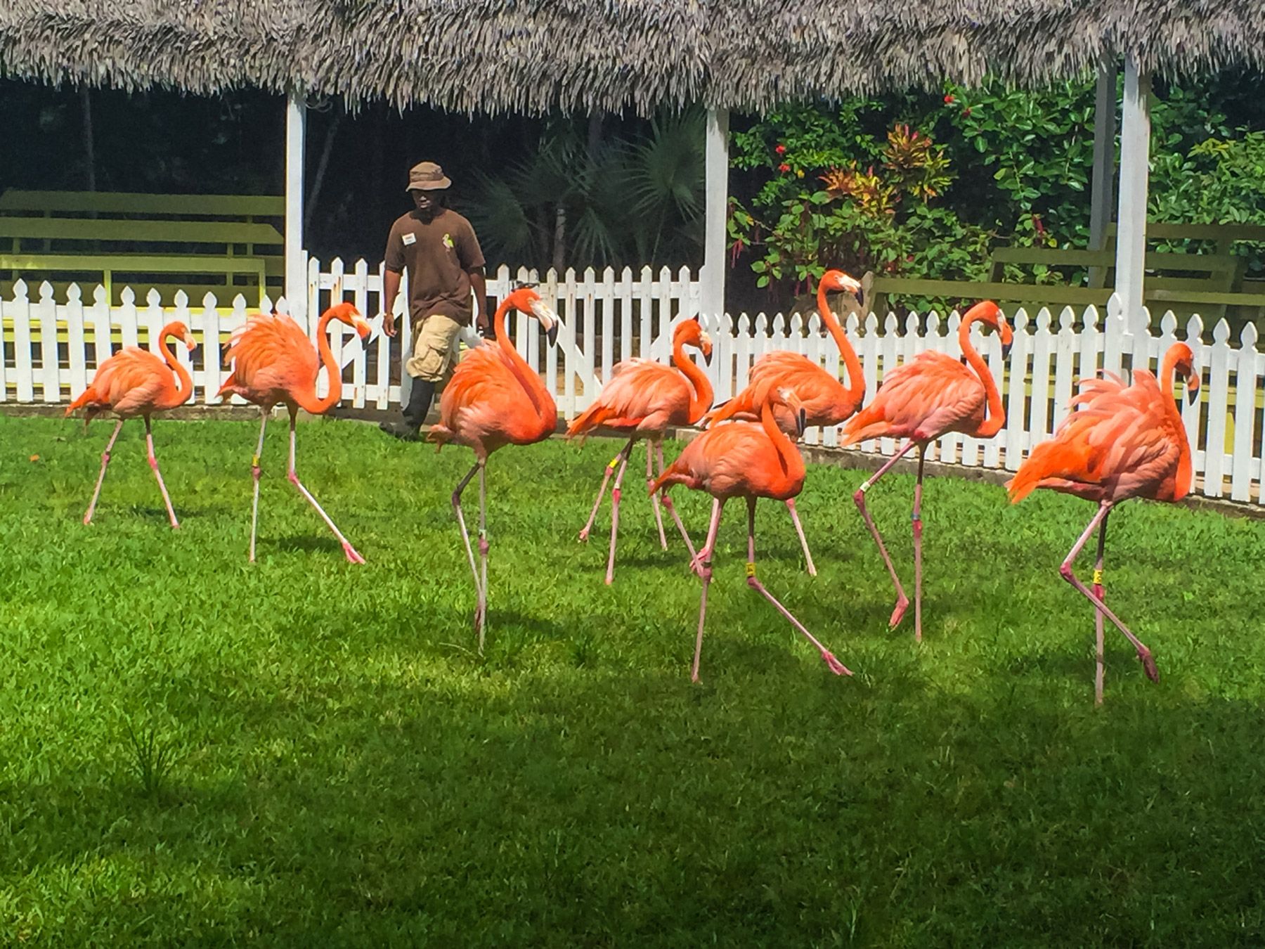 Ardastra garden zoo flamingos Nassau Bahamas
