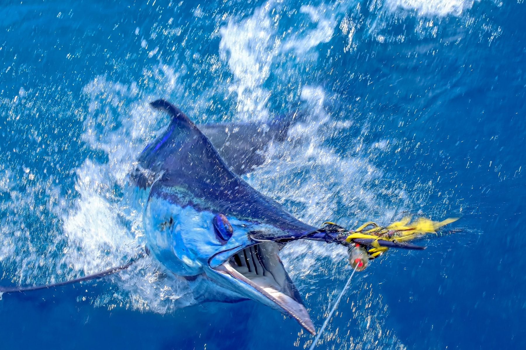 big game fishing marlin hook