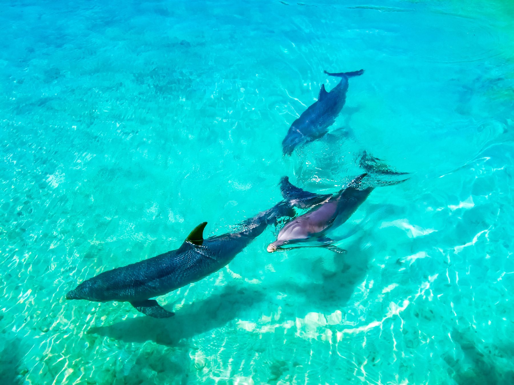 Dolphins Swimming Bahamas