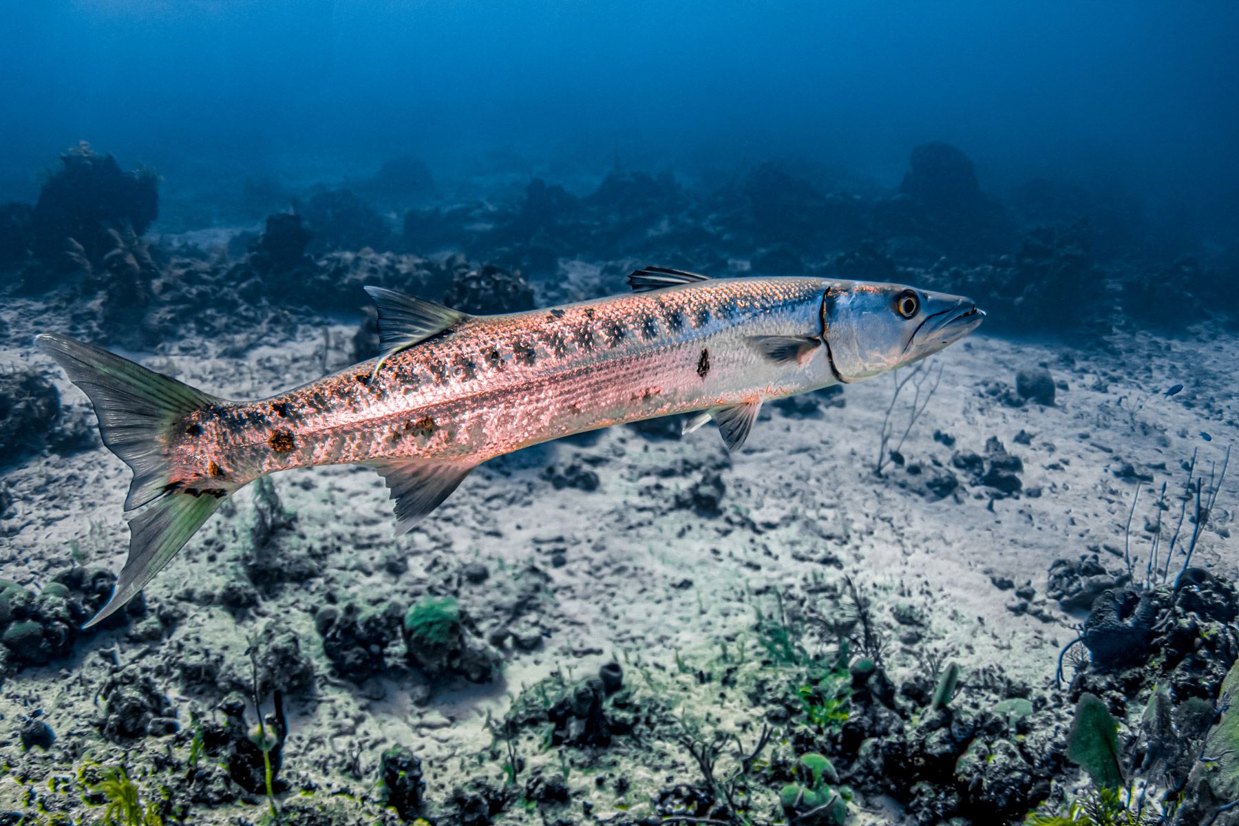 large barracuda hovering crystal water