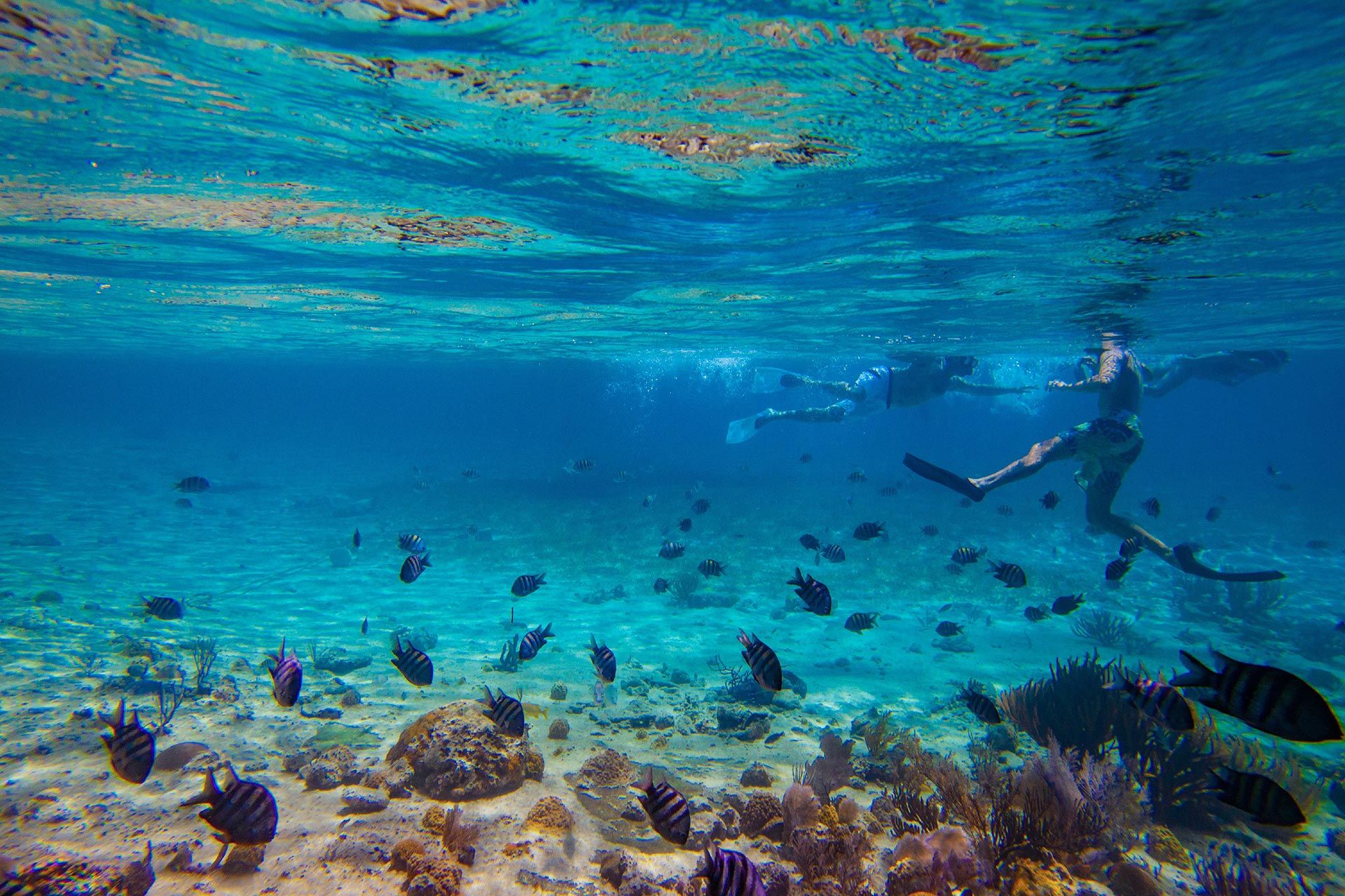 snorkeling with the fishes