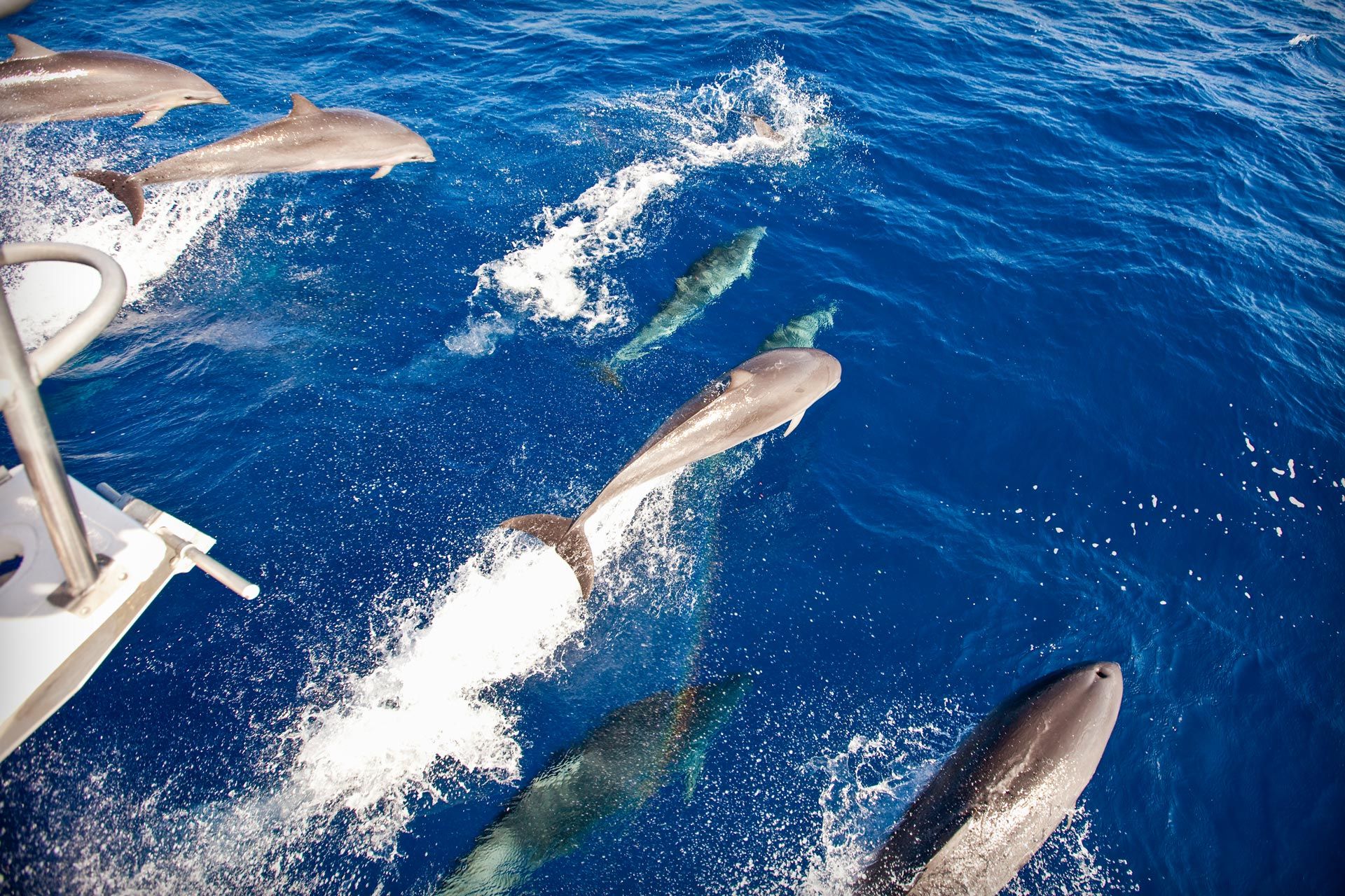 dolphin tour saint lucia