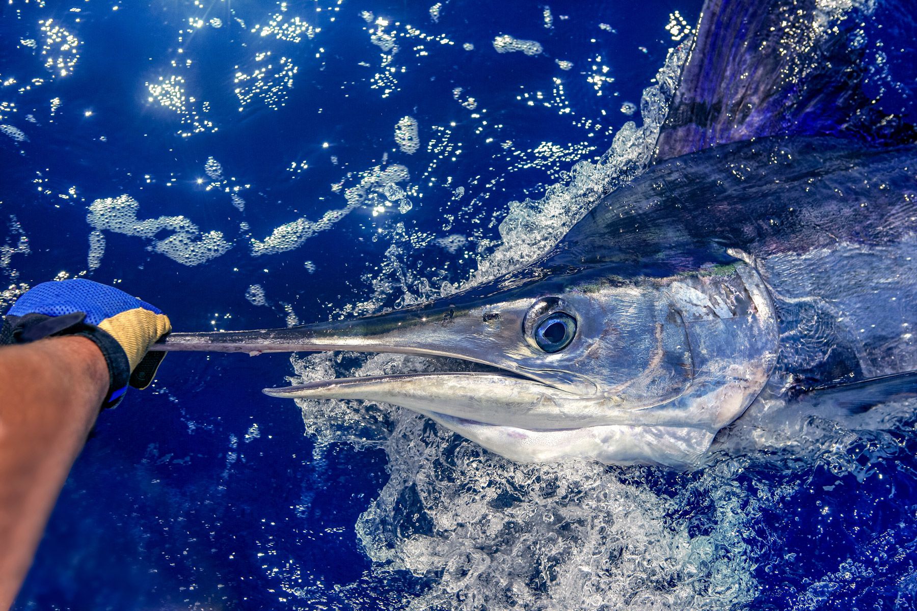 atlantic white marlin sport fishing