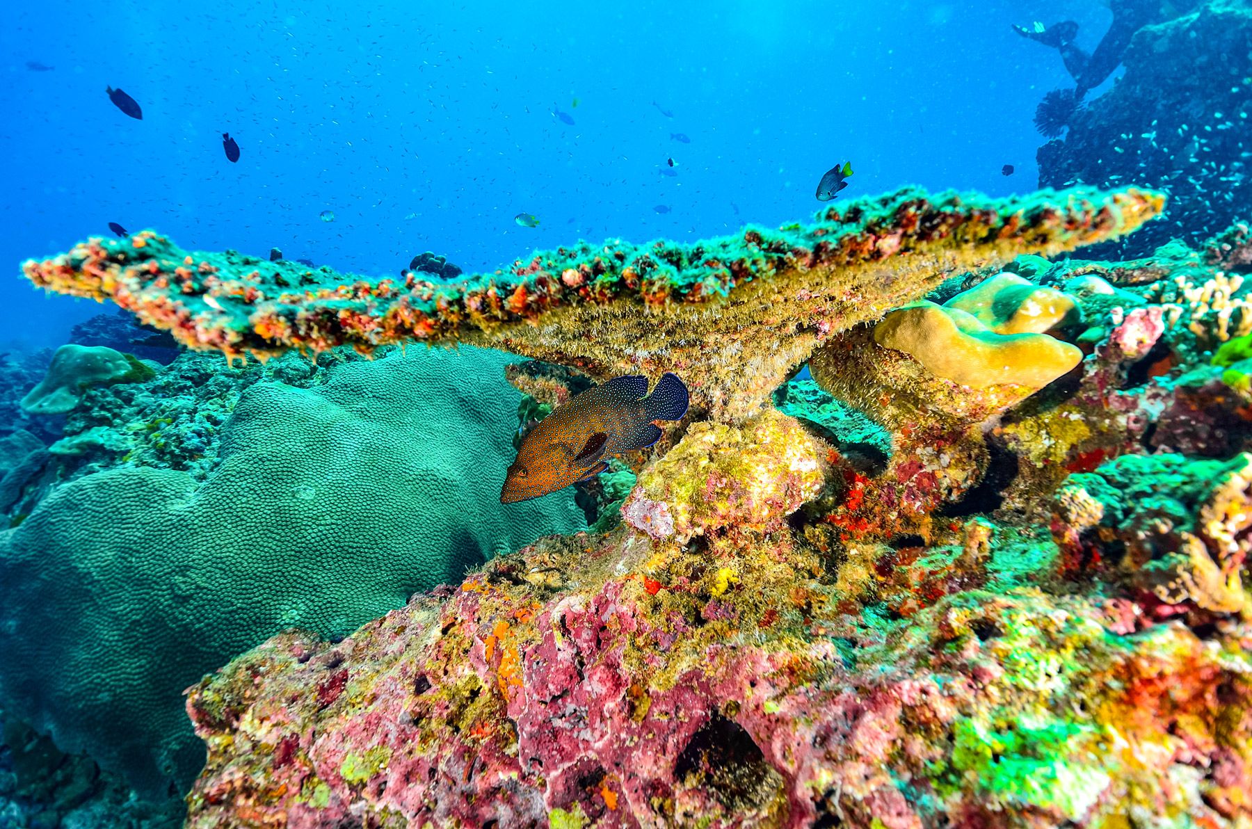 fish under table coral branch