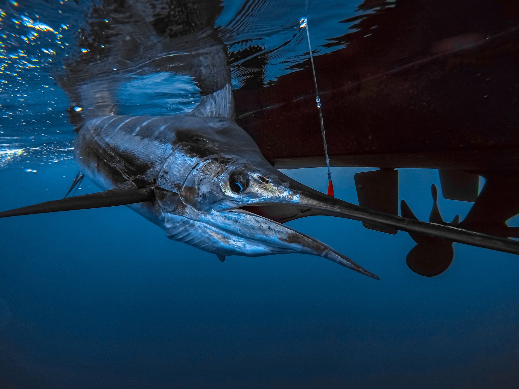 blue striped marlin underwater