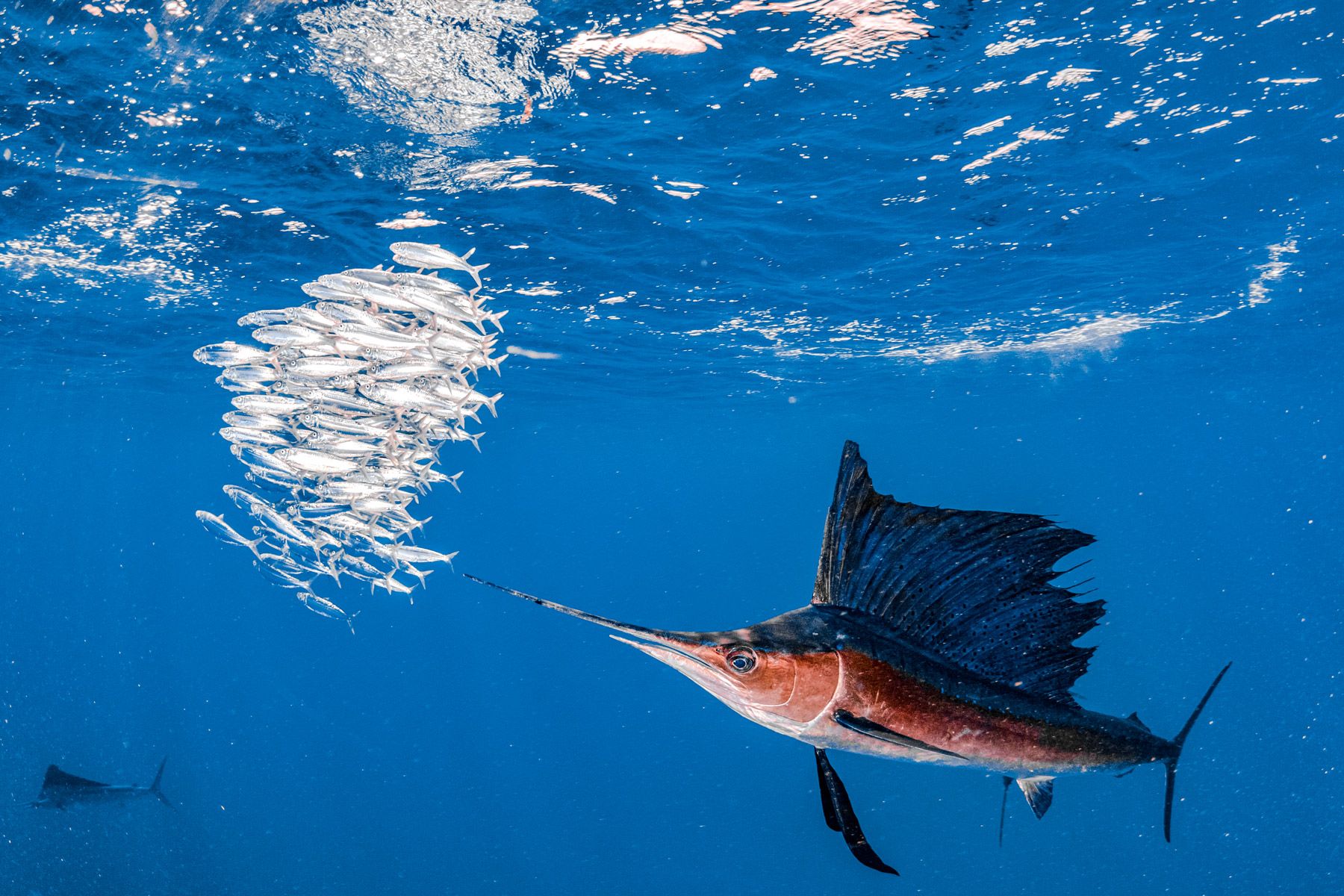 sailfish fish ball underwater