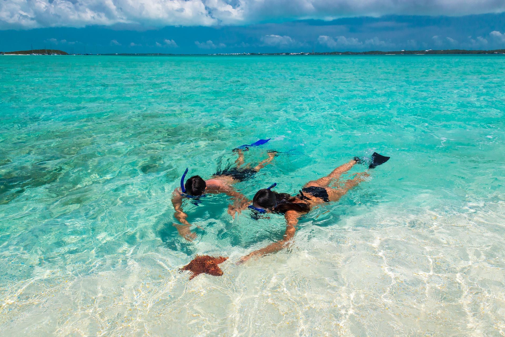 two snorkelers looking at starfish