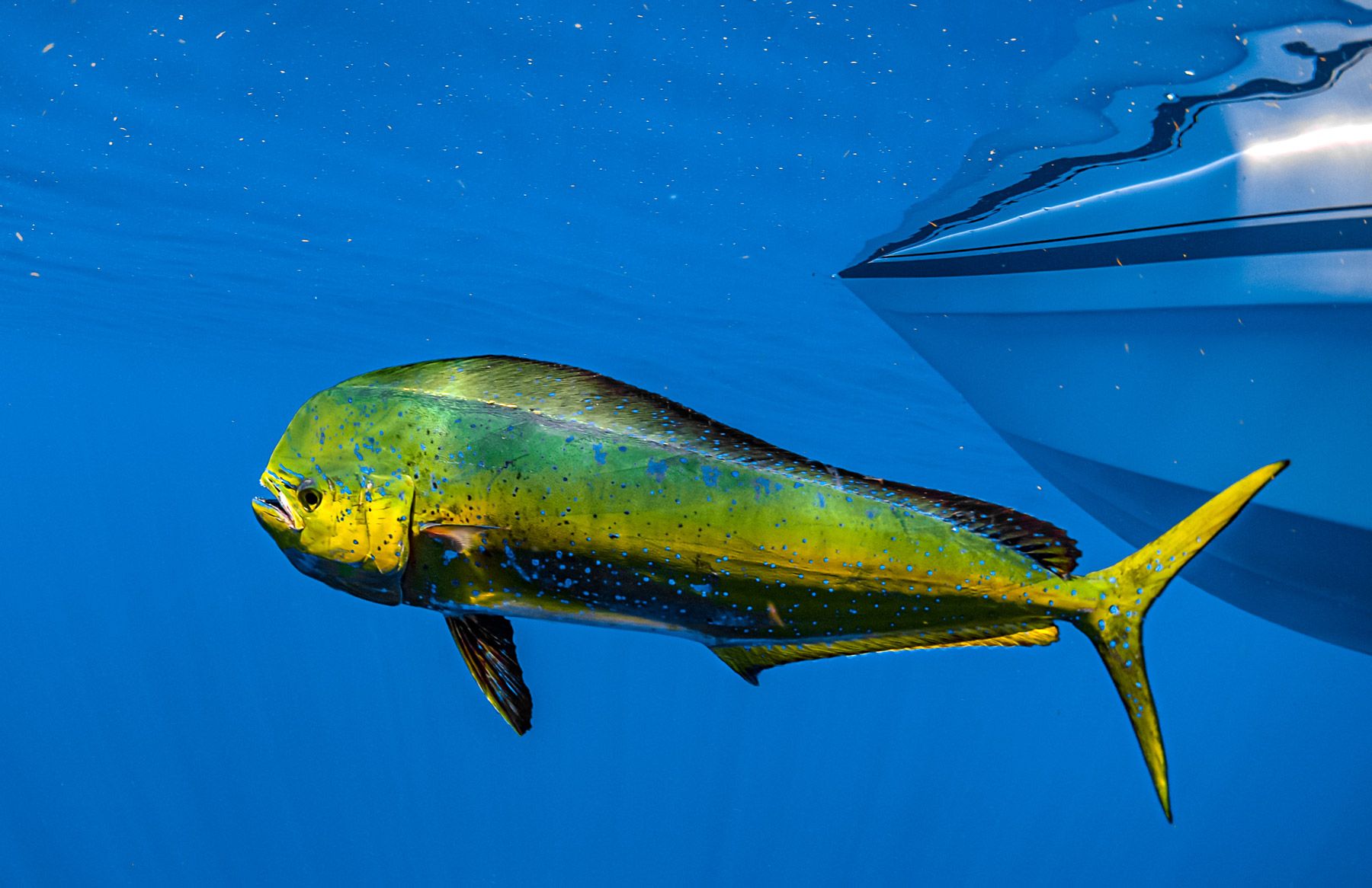 dolphin fish mahi mahi Coryphaena Hippurusl