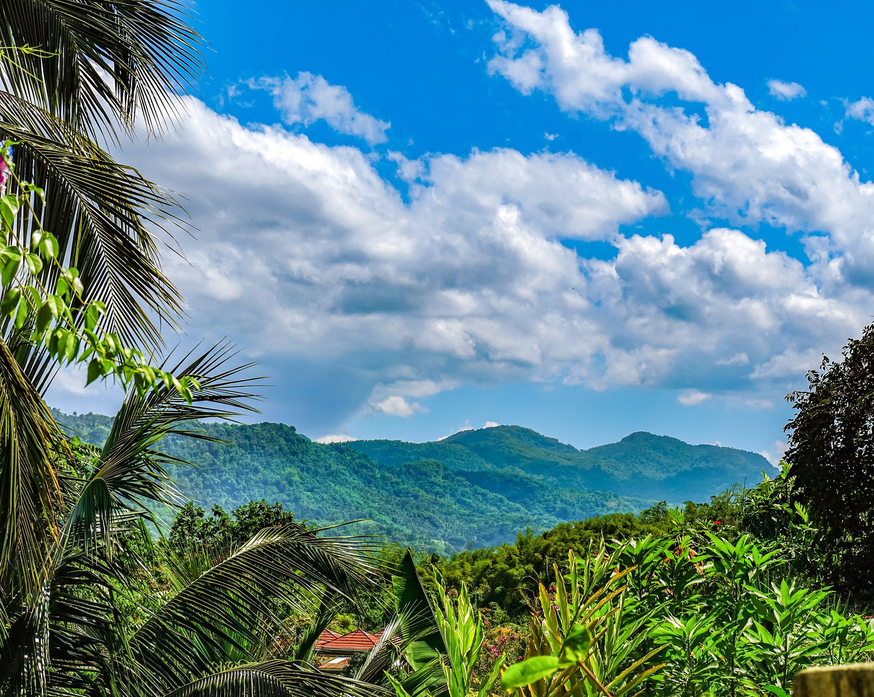 Blue Mountains Jamaica
