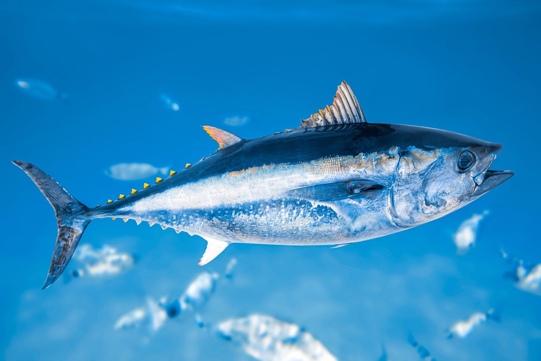 bluefin tuna thunnus thynnus