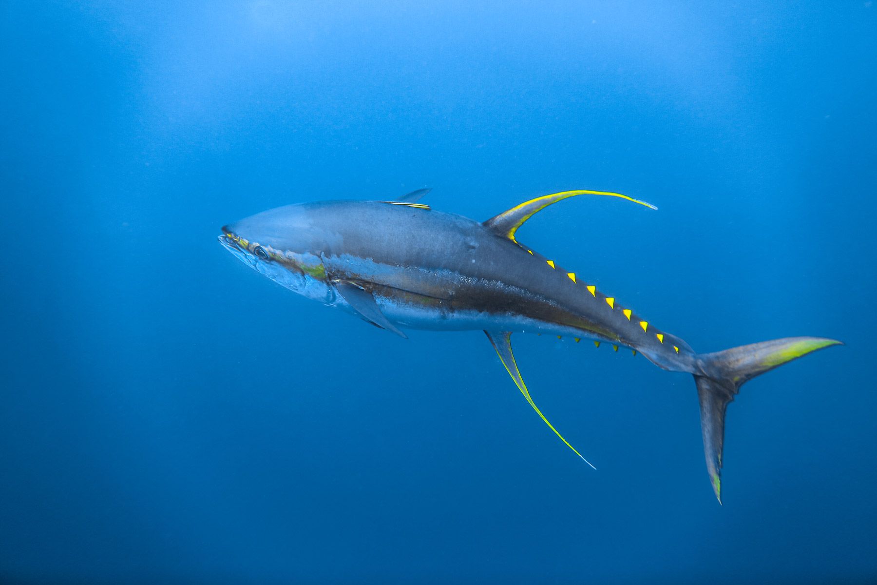 yellowfin tuna thunnus albacares